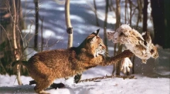 Разполага с котешки лов